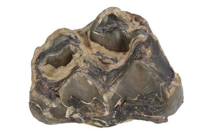 Fossil Eocene Mammal (Plagiolophus) Molar - France #248663